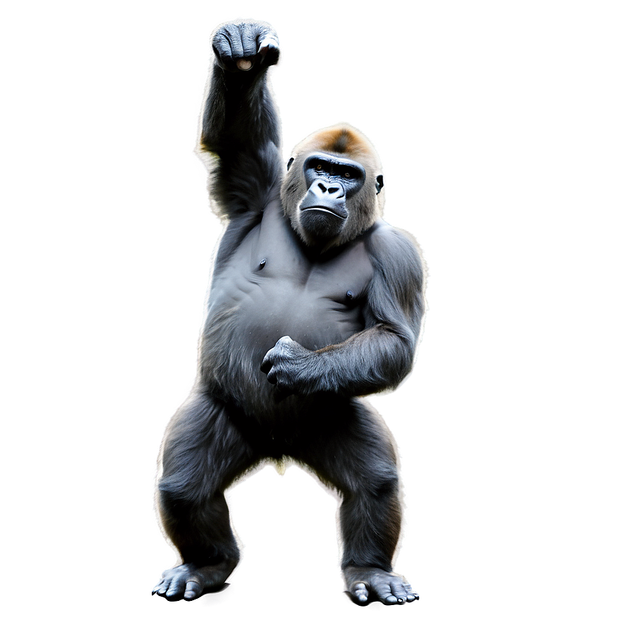 Rampaging Gorilla Illustration Png 06252024 PNG image