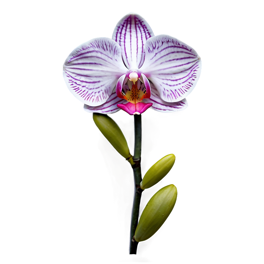 Rare Orchid Png 05242024 PNG image