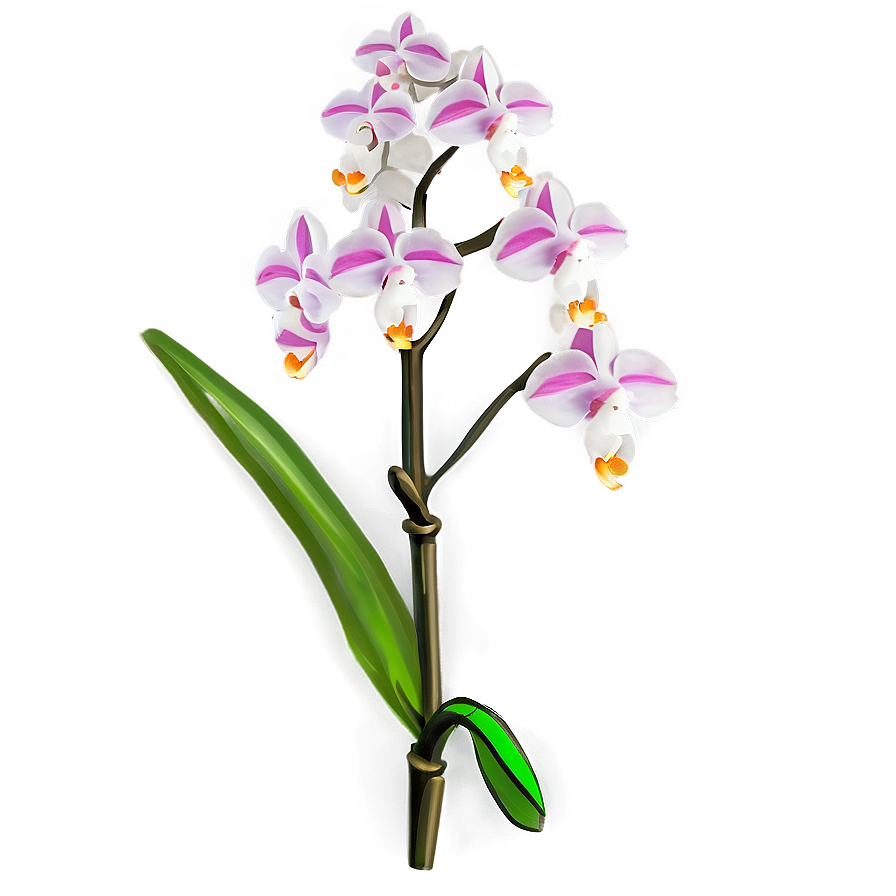 Rare Orchid Png Fws66 PNG image