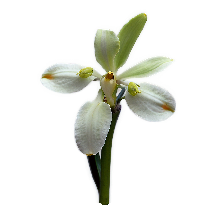 Rare Orchid Png Mia11 PNG image