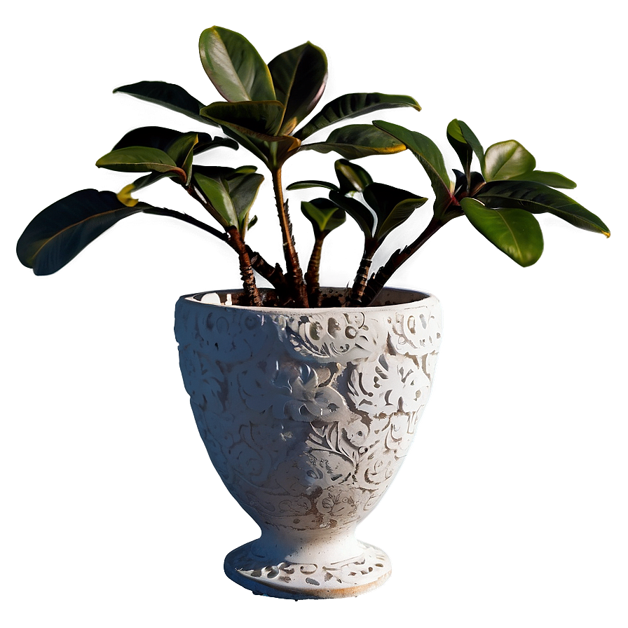 Rare Potted Plants Png 06122024 PNG image