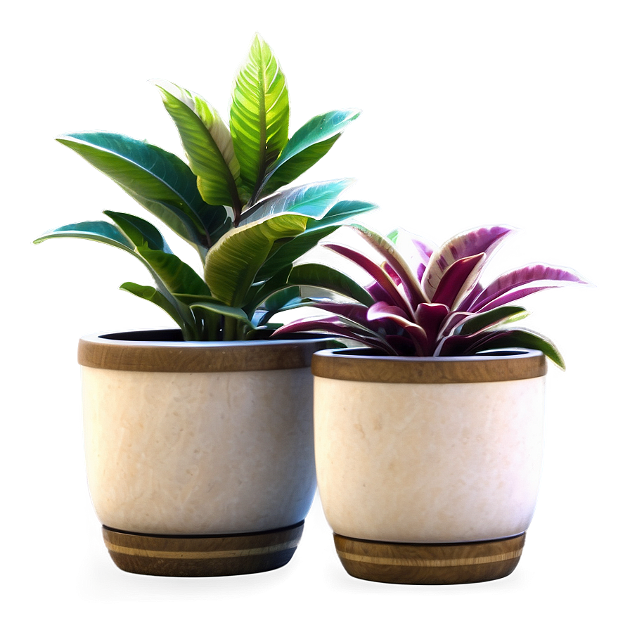 Rare Potted Plants Png 59 PNG image