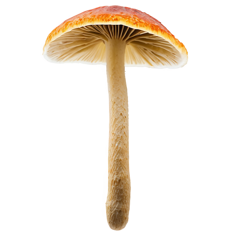 Rare Specimen Fungi Png Ehf PNG image