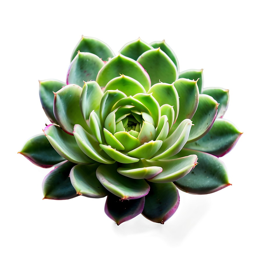 Rare Succulent Png 05242024 PNG image