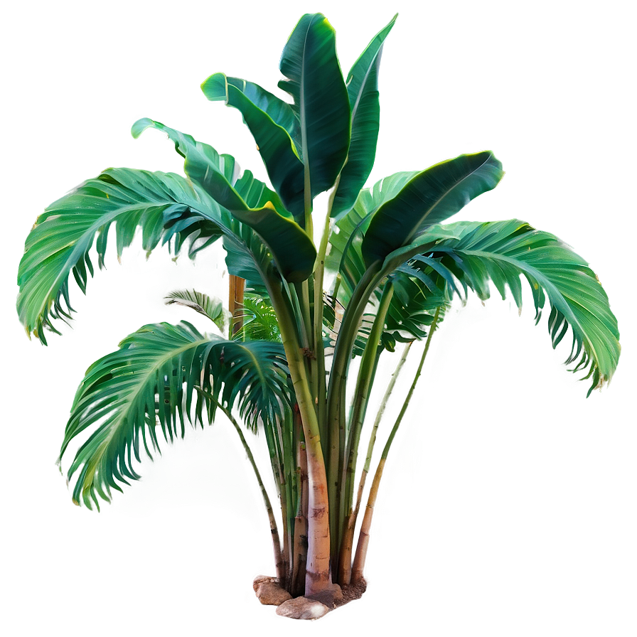 Rare Tropical Plants Png 52 PNG image