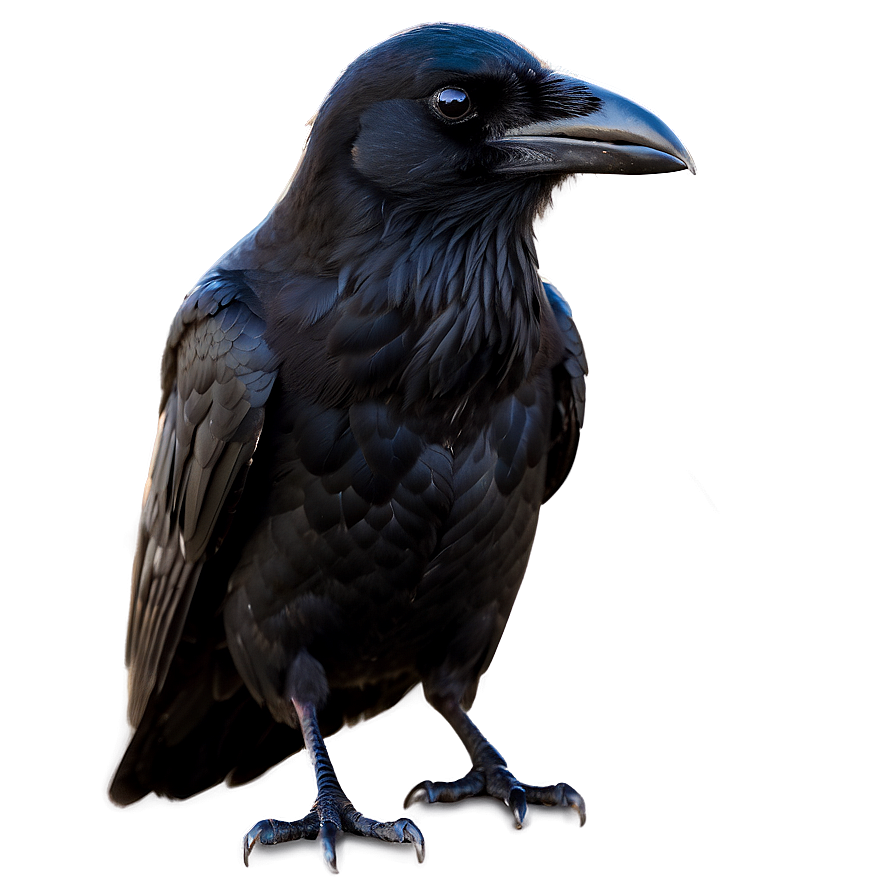 Raven In Darkness Png Gkx PNG image