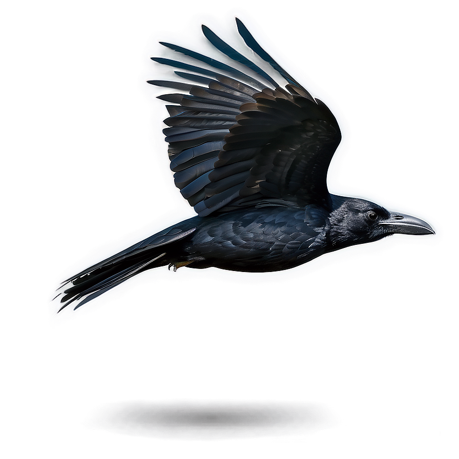 Raven In Flight Png 05062024 PNG image