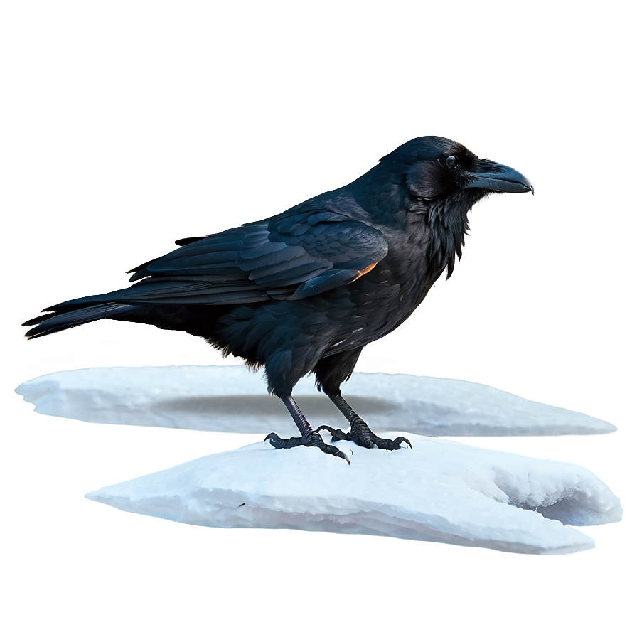 Raven In Snow Landscape Png Qav64 PNG image