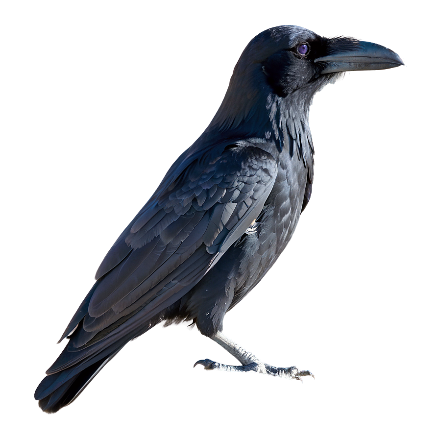 Raven In Snow Png Yqw PNG image