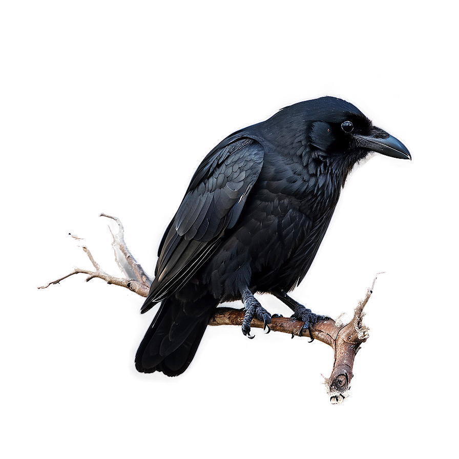 Raven In Stormy Sky Png Jte10 PNG image