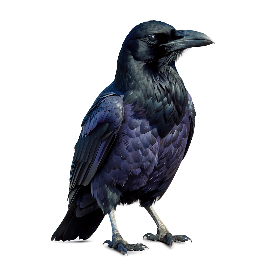 Raven Outline Png Nij PNG image