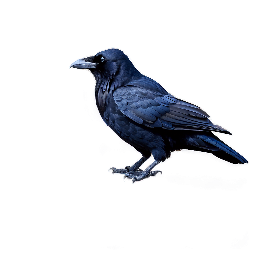 Raven Standing Png 05062024 PNG image