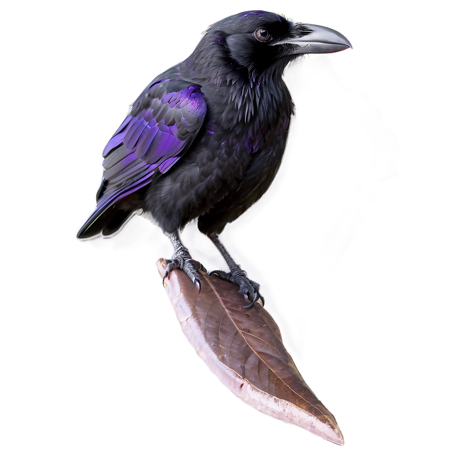 Ravens A PNG image