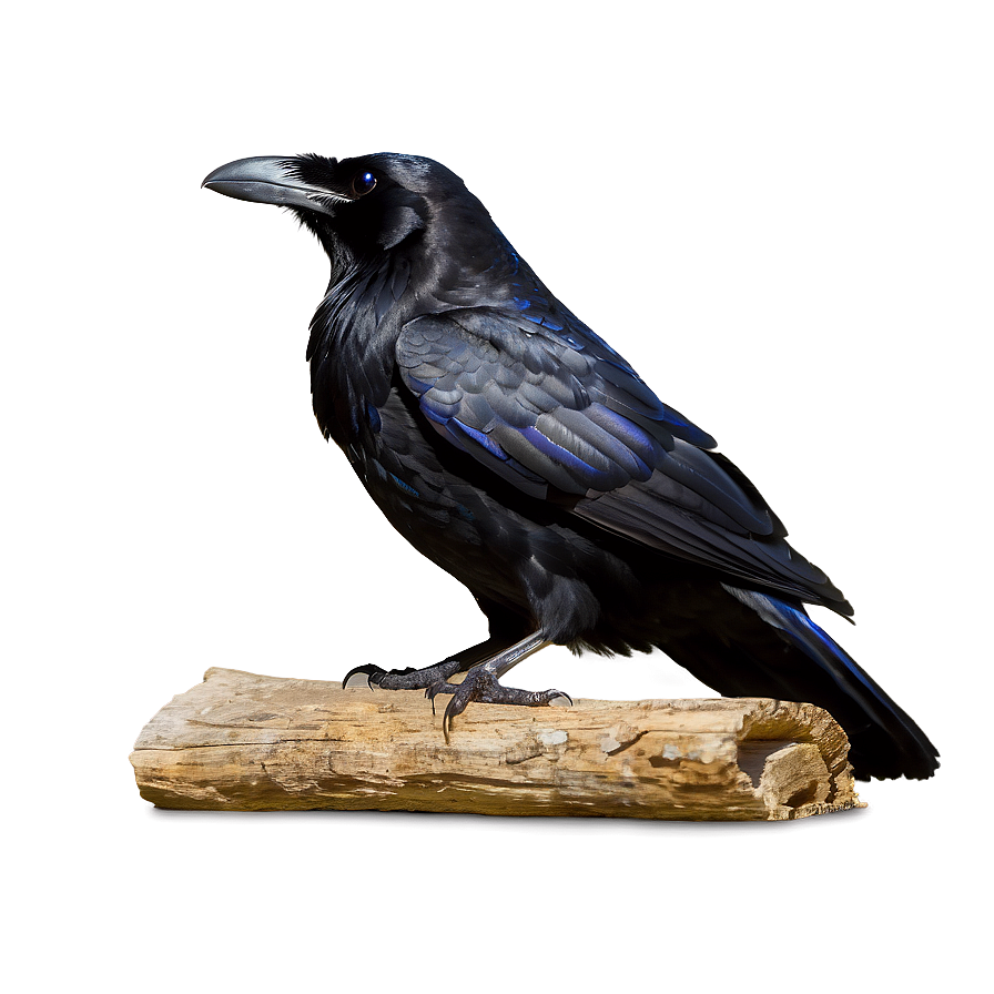 Ravens In Mythology Png Htr16 PNG image