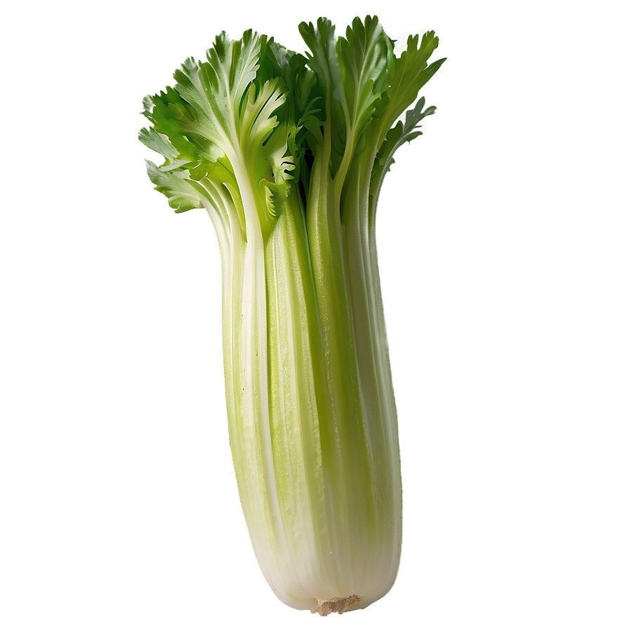 Raw Organic Celery Png Nod38 PNG image