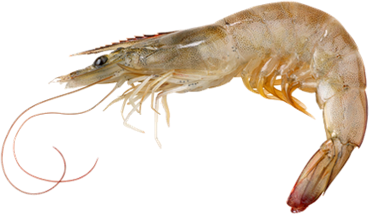 Raw Shrimp Transparent Background PNG image