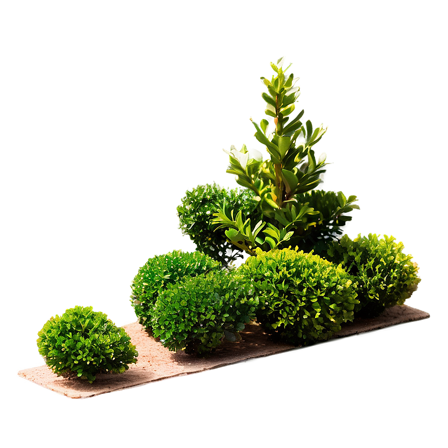 Real Boxwood Png Crs48 PNG image