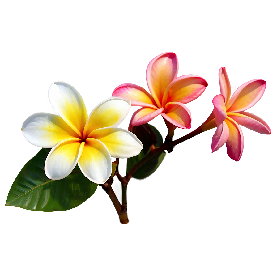 Real Plumeria Flower Png 06272024 PNG image