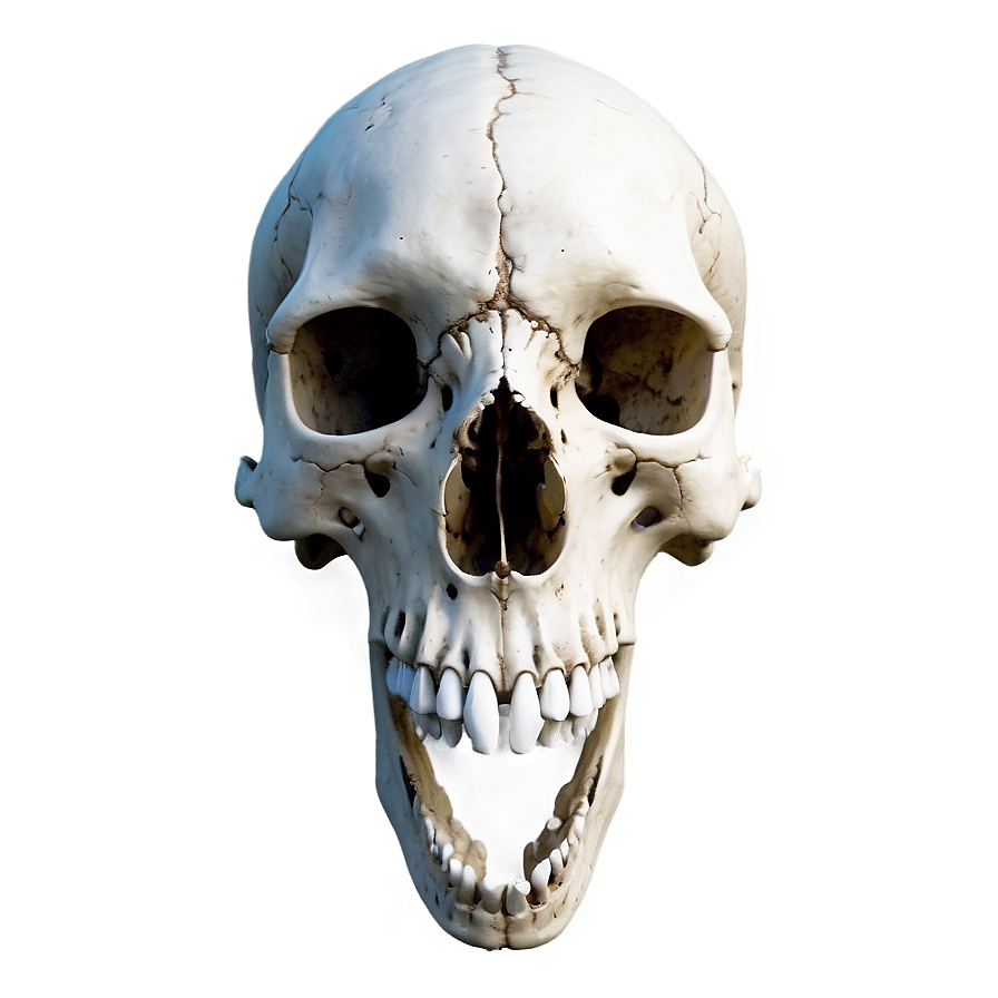 Realistic Animal Skull Art Png Rmp PNG image