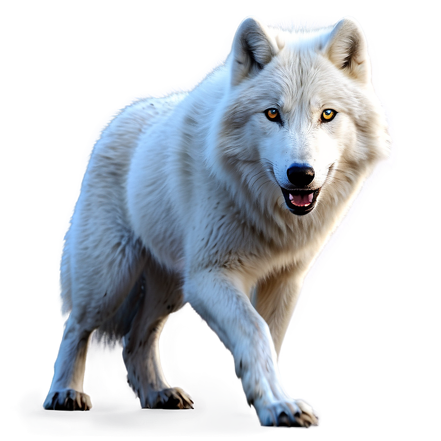 Realistic Arctic Wolf Png 19 PNG image