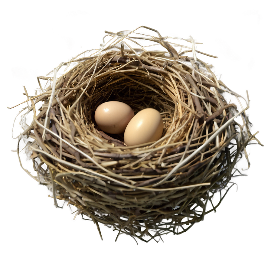 Realistic Bird Nest Png Sug86 PNG image