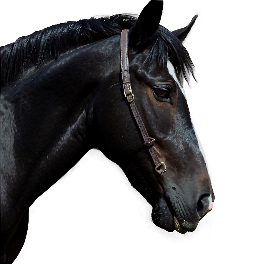 Realistic Black Horse Drawing Png 52 PNG image