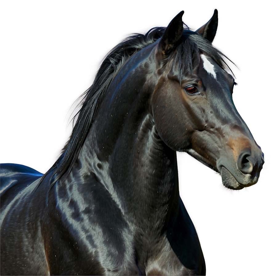 Realistic Black Horse Drawing Png Hfa96 PNG image