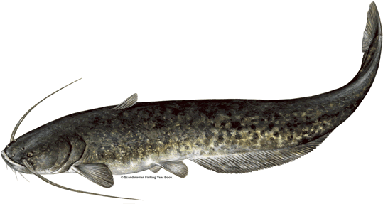 Realistic Catfish Illustration PNG image