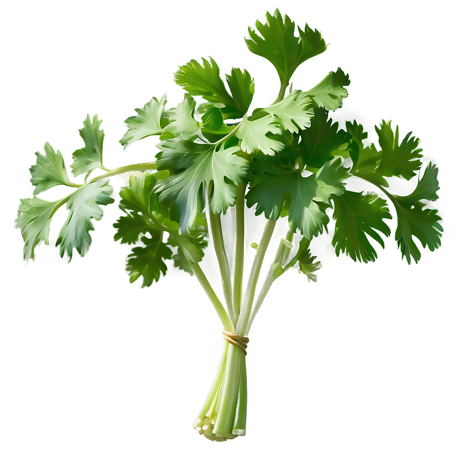 Realistic Cilantro Png Hxn3 PNG image