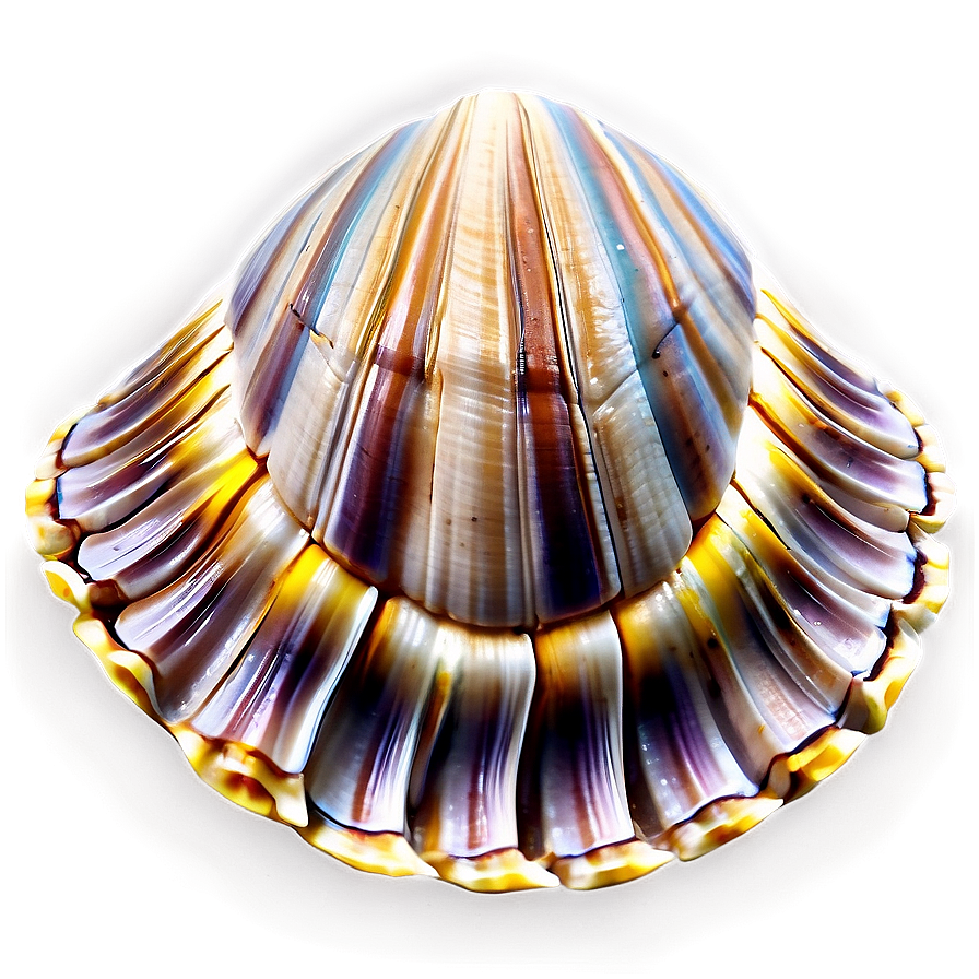 Realistic Clam Shell Png Rca53 PNG image