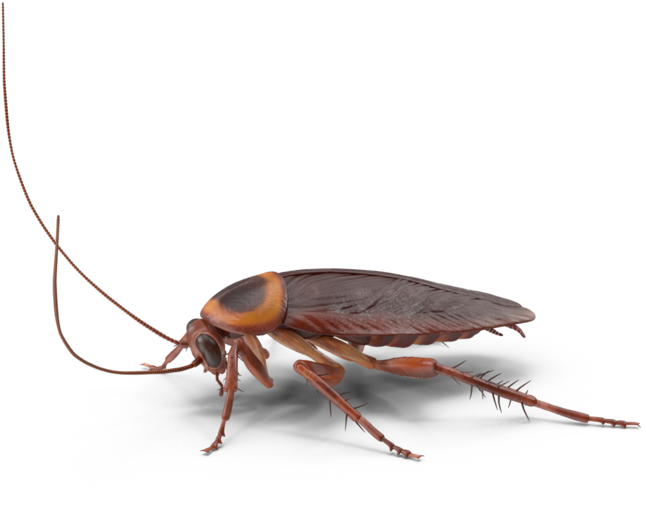 Realistic Cockroach Illustration PNG image