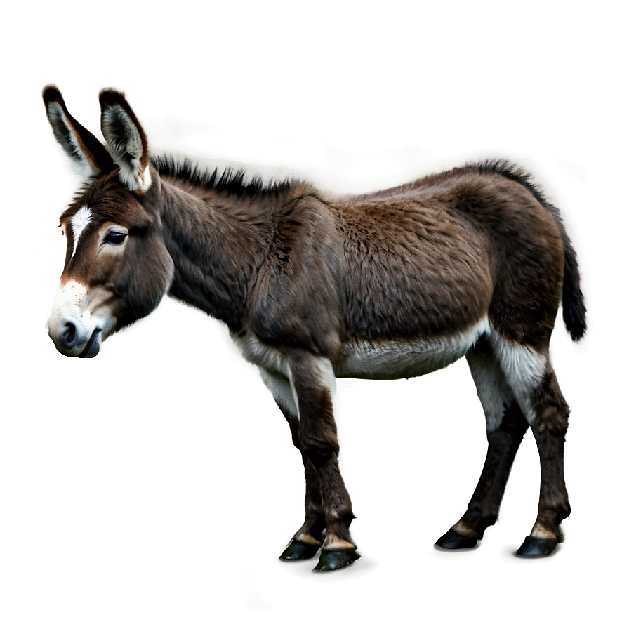 Realistic Donkey Drawing Png Rac PNG image