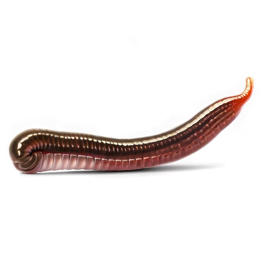 Realistic Earthworm Graphic Png 70 PNG image