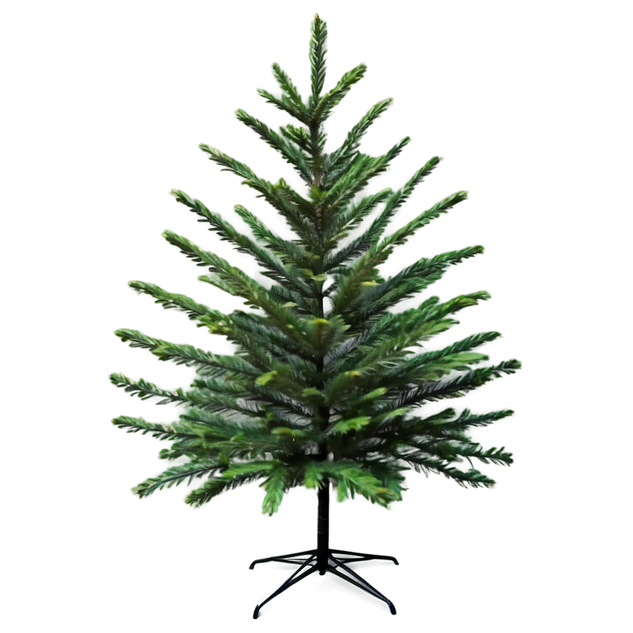 Realistic Evergreen Tree Png 06212024 PNG image