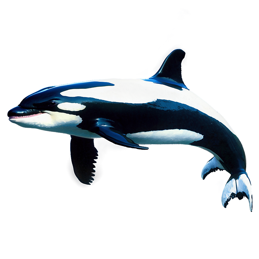 Realistic Orca Png 05242024 PNG image