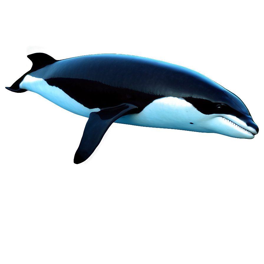 Realistic Orca Png Mfj PNG image