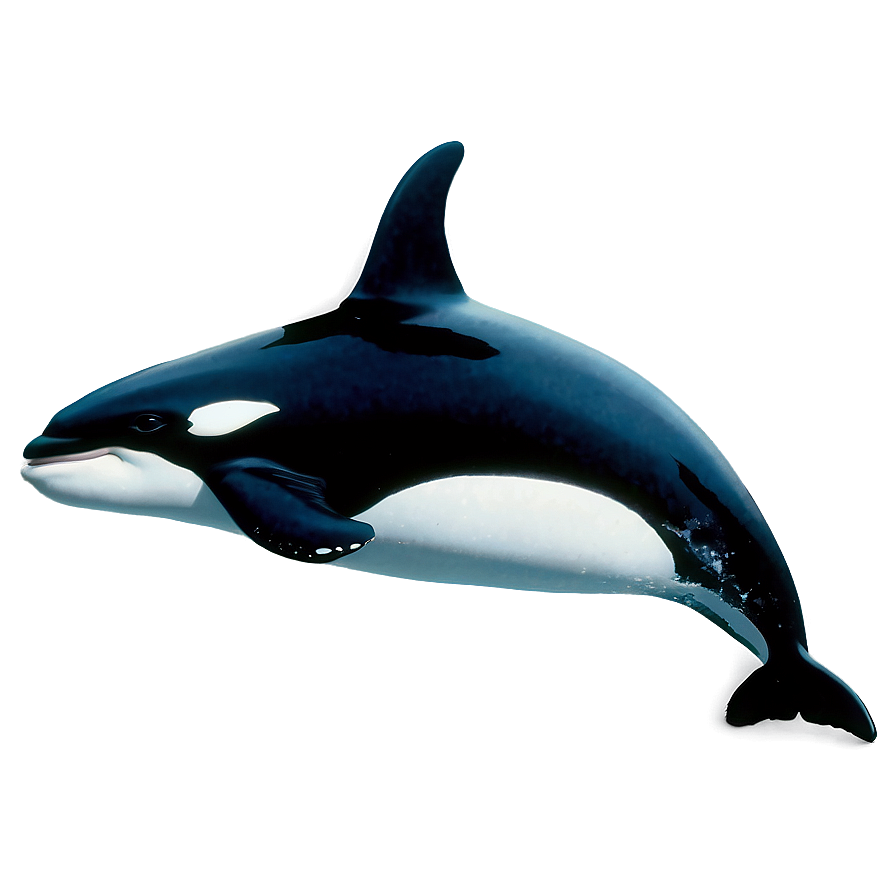 Realistic Orca Whale Drawing Png Buf15 PNG image