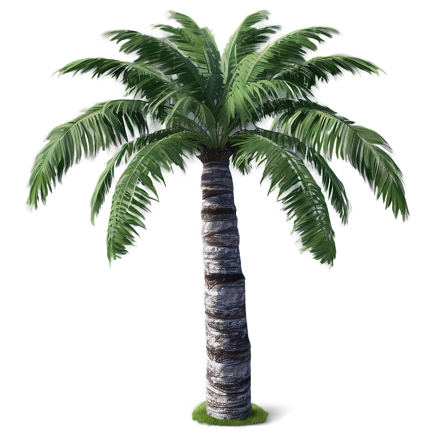 Realistic Palm Trees Png 85 PNG image