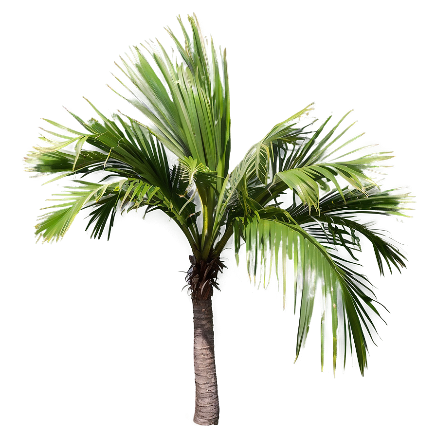 Realistic Palmera Branch Png 06262024 PNG image