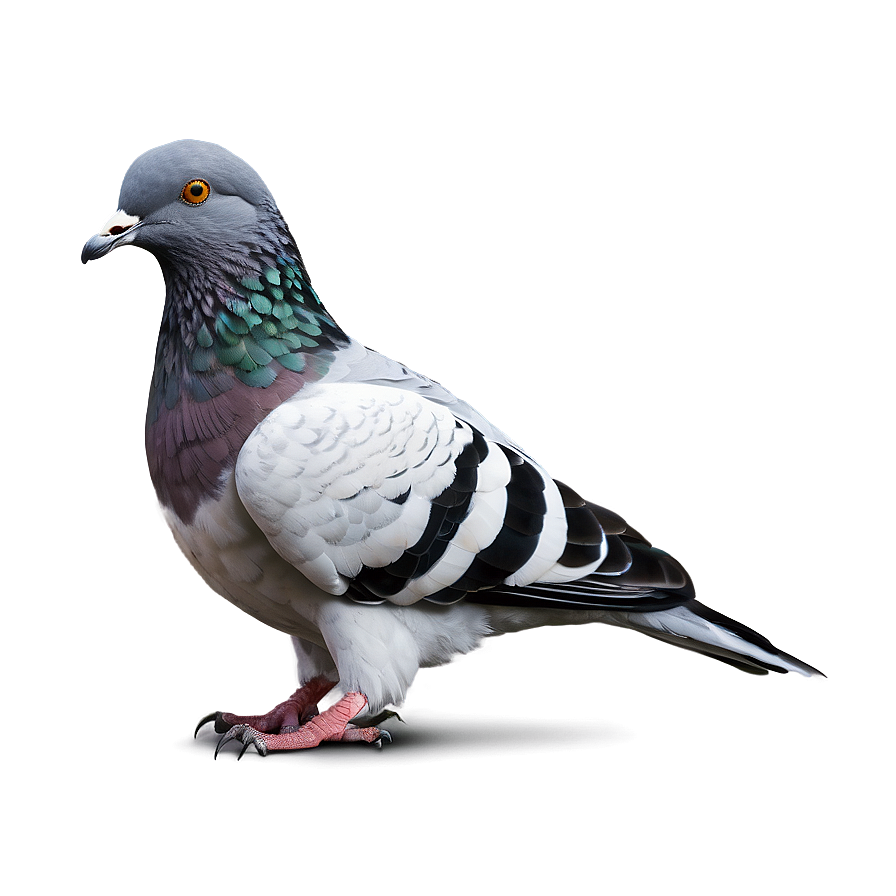 Realistic Pigeon Png 26 PNG image