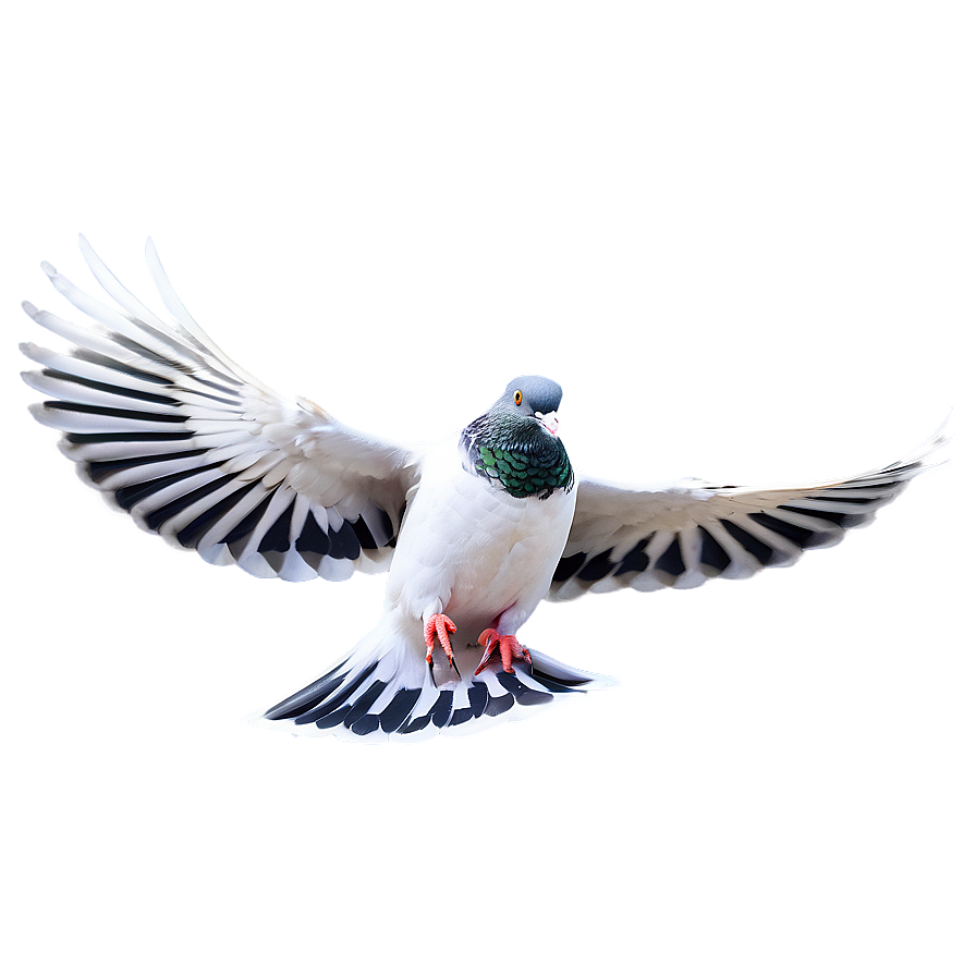 Realistic Pigeon Png 50 PNG image