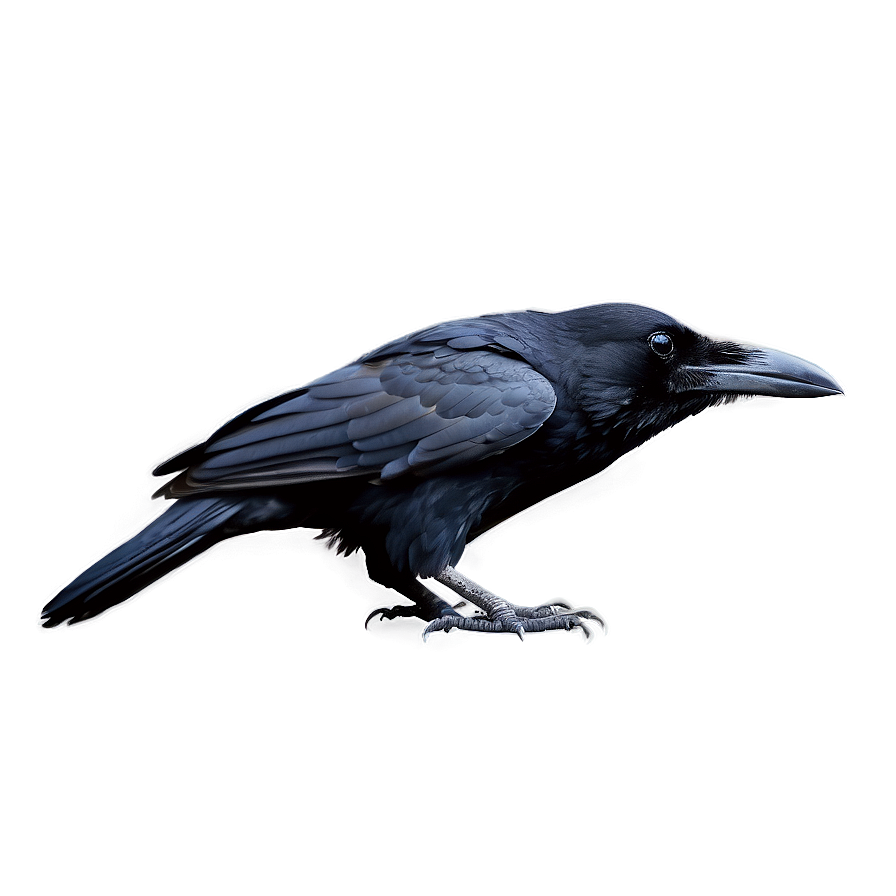 Realistic Raven Png 15 PNG image