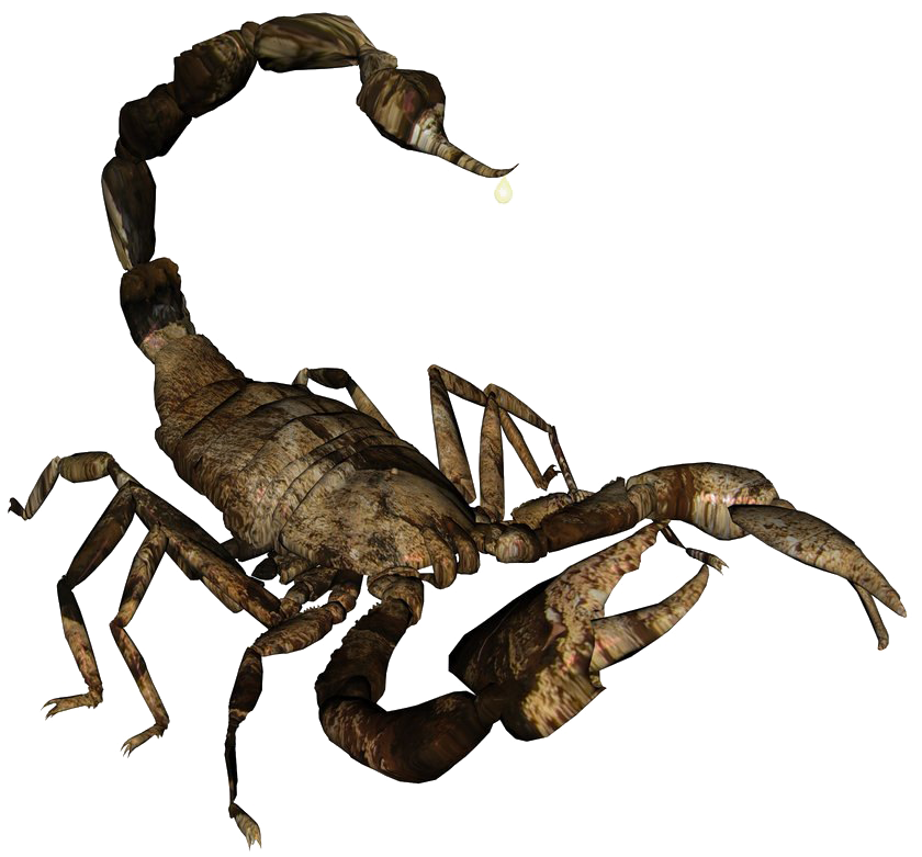 Realistic Scorpion Illustration PNG image