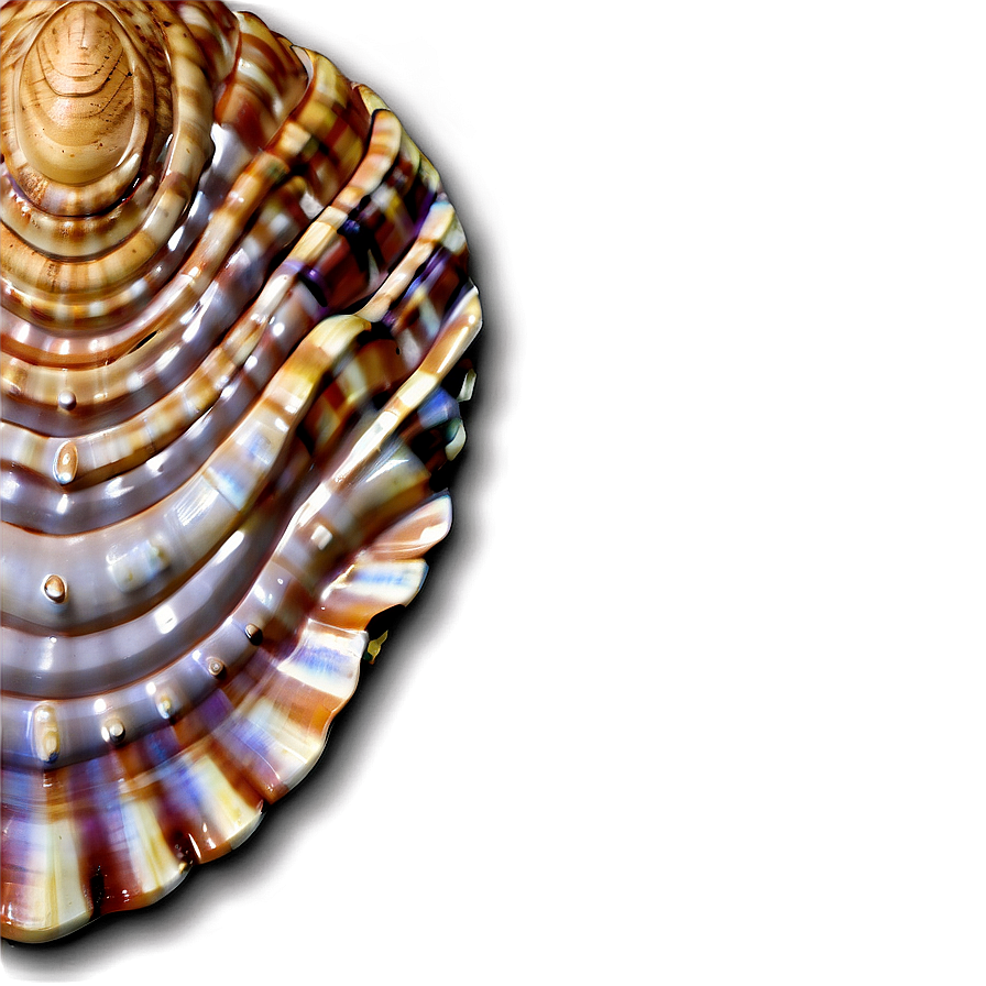 Realistic Seashell Clipart Png 06262024 PNG image