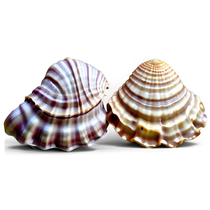 Realistic Seashell Illustration Png Jng PNG image