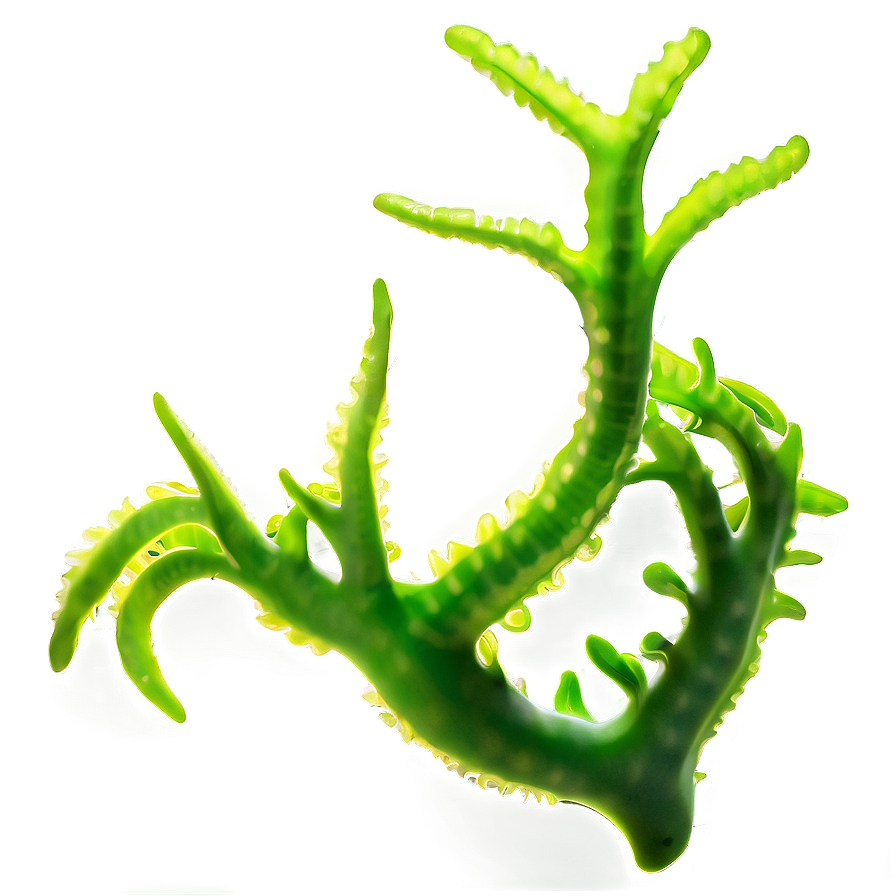 Realistic Seaweed Art Png 05242024 PNG image