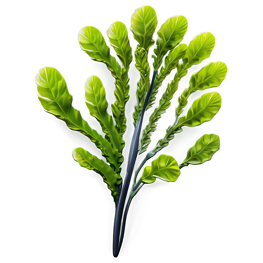 Realistic Seaweed Art Png 77 PNG image