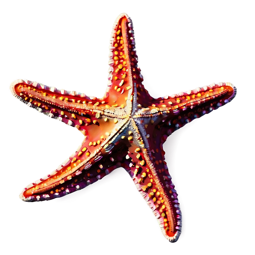 Realistic Starfish Drawing Png Sed61 PNG image