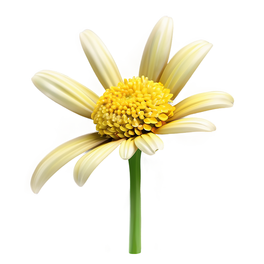 Realistic Yellow Daisy Png Koc54 PNG image