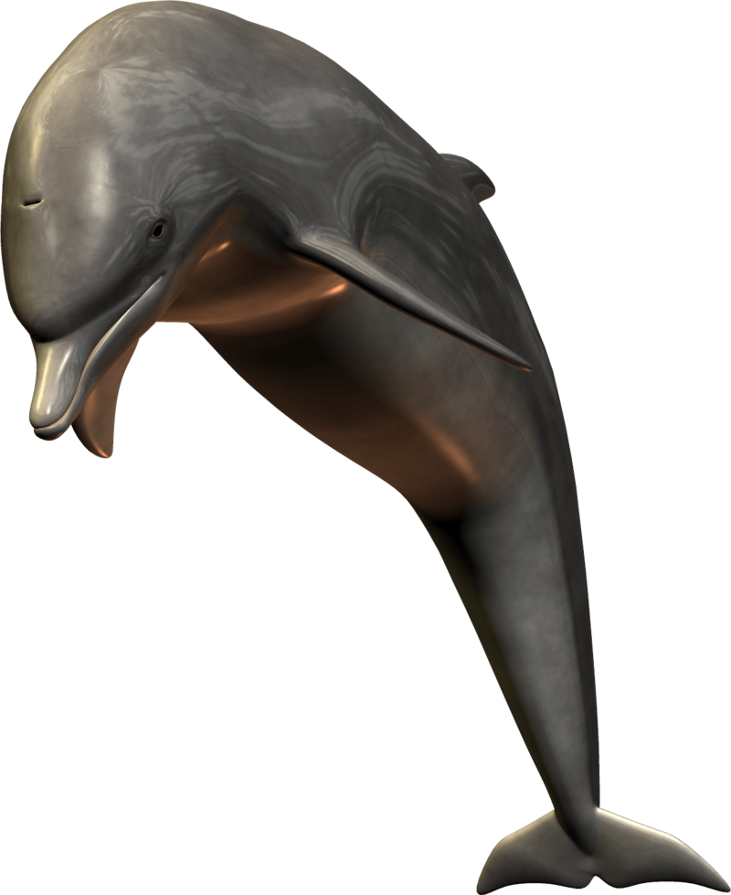 Realistic3 D Dolphin Model PNG image